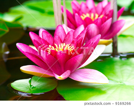 Nymphaea Water lilly in a pond Nymphaea Water lilly in a pond 9169266