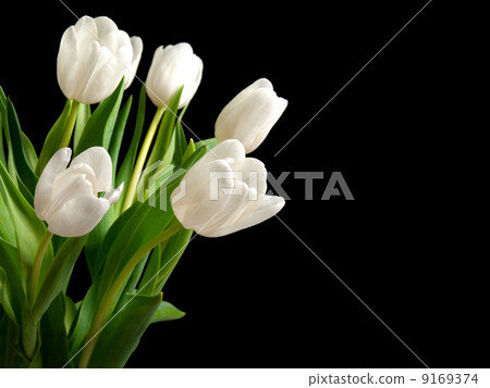 white tulips on black background 9169374