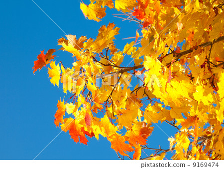 Autumn foliage against the sky Autumn foliage against the sky 9169474