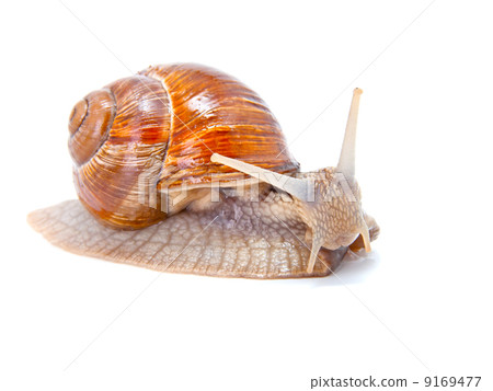 the garden snail in front of white background the garden snail in front of white background 9169477