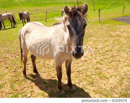 horse on field horse on field 9169478