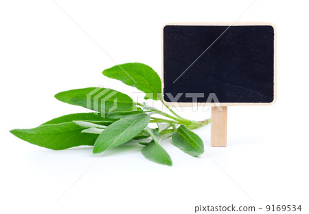 green leaves of sage with letter plate, on a white background green leaves of sage with letter plate, on a white background 9169534