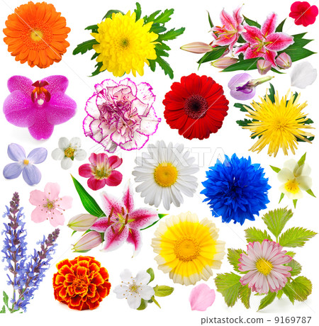 set of flowers set of flowers 9169787