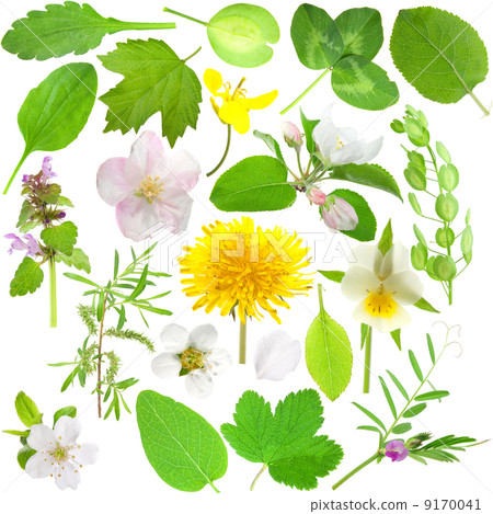 set of leaves and flowers 9170041