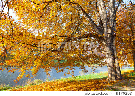 fall leaves trees 9170298