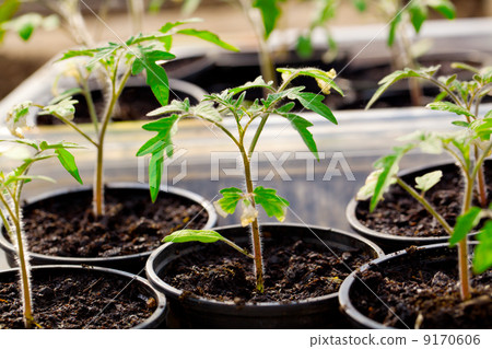 Seedlings of tomato on a white background Seedlings of tomato on a white background 9170606