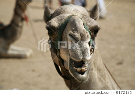 camel smiling 9172125
