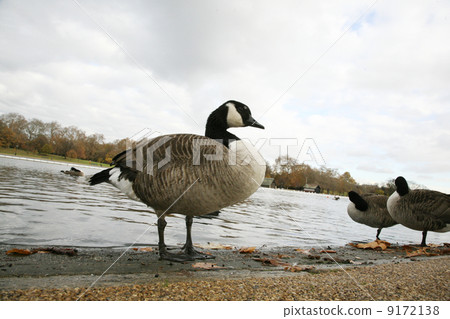 ducks lake ducks lake 9172138