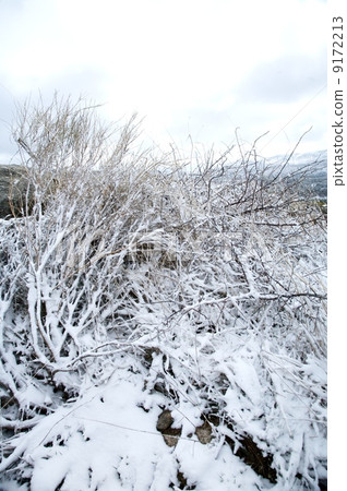 winter plant 9172213