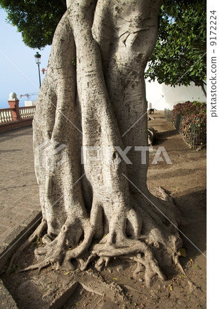 twisted trunk twisted trunk 9172224