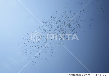 birds in the sky 9173177