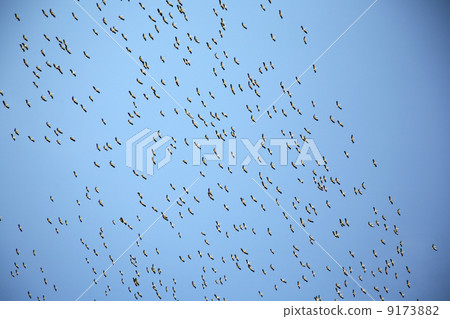 group of birds group of birds 9173882