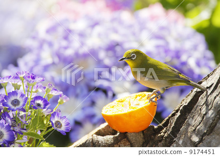 野生鳥類在花園裡 野生鳥類在花園裡 9174451