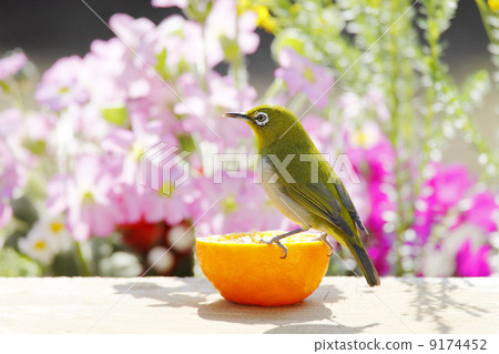 野生鳥類在花園裡 9174452