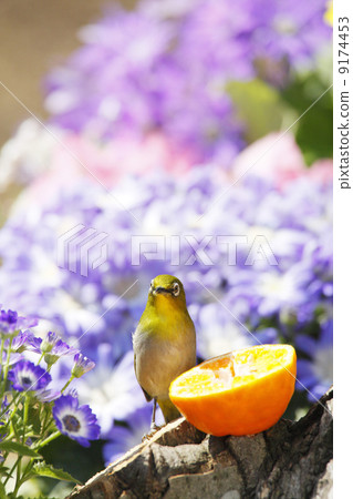野生鳥類在花園裡 野生鳥類在花園裡 9174453