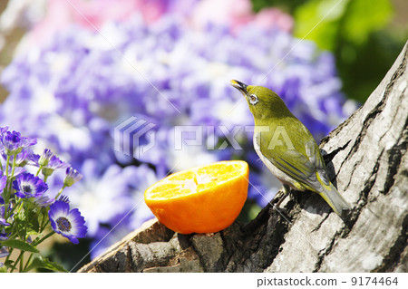 Wild birds in the garden Wild birds in the garden 9174464