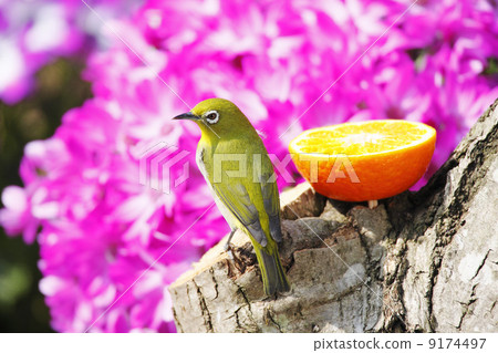 Wild birds in the garden 9174497