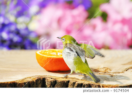 Wild birds in the garden Wild birds in the garden 9174504