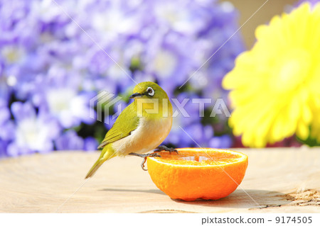 Wild birds in the garden 9174505