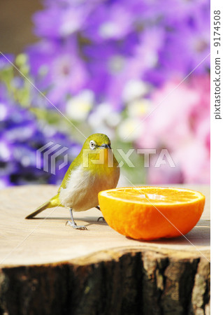 Wild birds in the garden 9174508