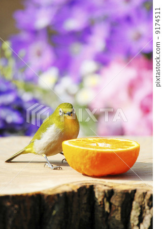 Wild birds in the garden 9174511