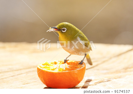 Wild birds in the garden 9174537