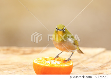 Wild birds in the garden Wild birds in the garden 9174539