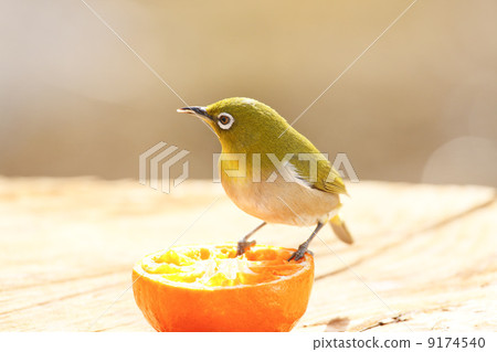 Wild birds in the garden 9174540