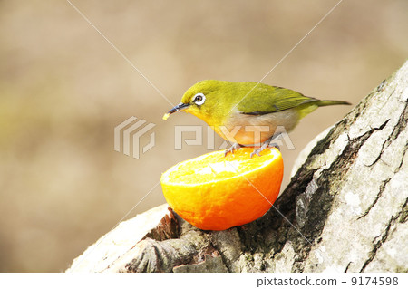 Wild birds in the garden 9174598