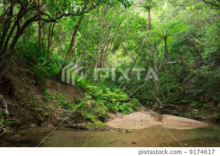 Yanbaru（Ie River）清除潮流 9174617