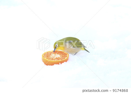 Wild birds in the garden 9174868