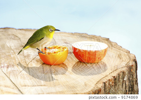 Wild birds in the garden Wild birds in the garden 9174869