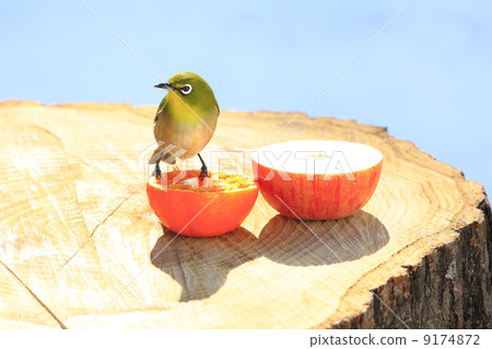 Wild birds in the garden 9174872