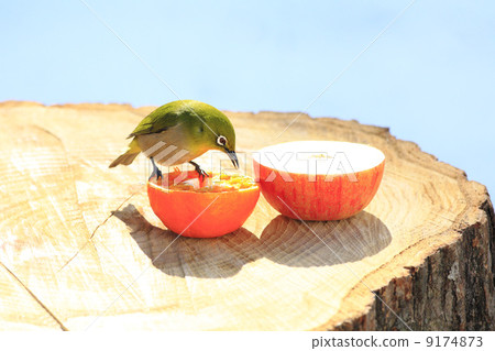 Wild birds in the garden Wild birds in the garden 9174873