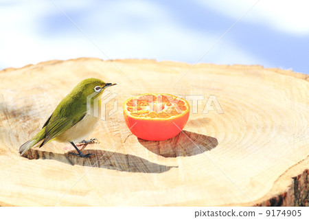 Wild birds in the garden Wild birds in the garden 9174905