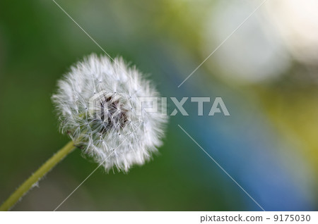 Dandelion Dandelion 9175030