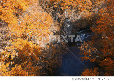 Jozankei of autumn leaves (Hokkaido Sapporo) 9175072