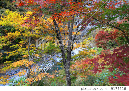 Autumn leaves in the valley 9175316