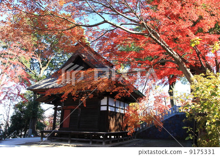 Darumadera Darumadera 9175331