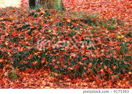 Autumn leaves 9175363