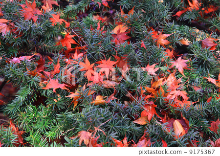 Autumn leaves of fallen leaves Autumn leaves of fallen leaves 9175367