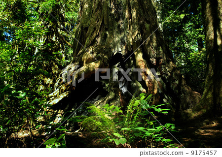 Redwood National Park 01 Redwood's Huge Tree California 9175457