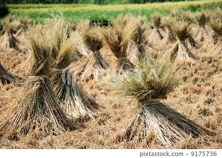 straw 9175736