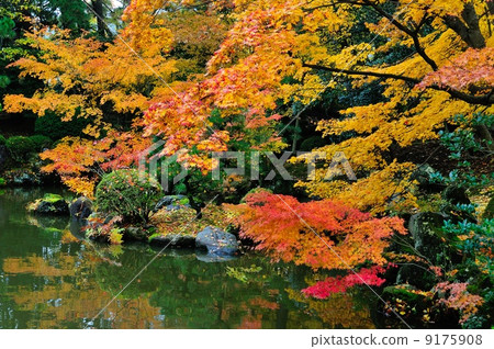 白山公園秋葉 9175908