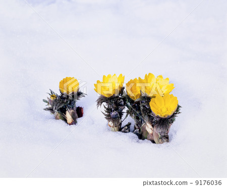 阿多尼斯 阿多尼斯 9176036