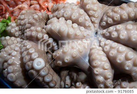octopus octopus 9176085
