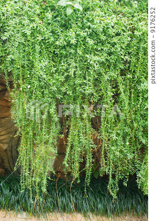 ornamental plants on wall 9176252