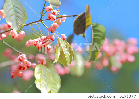 Mayumi fruit Mayumi fruit 9176377
