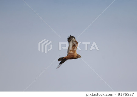 A crow A crow 9176587