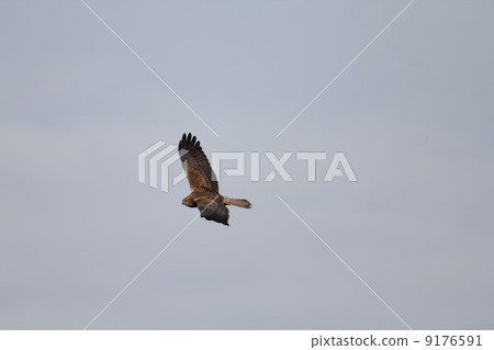 A crow A crow 9176591